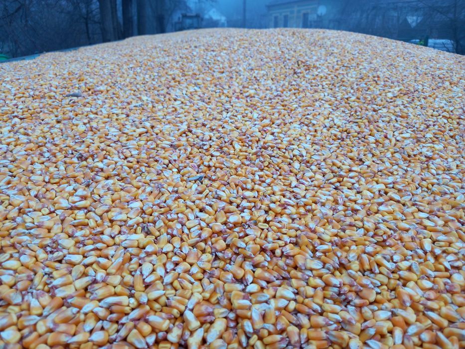 Vînd porumb foarte uscat