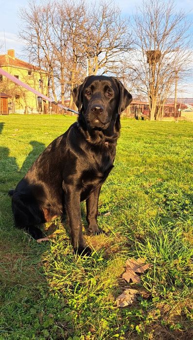 Лабрадор ретривър