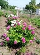 Продам дачу в Асане