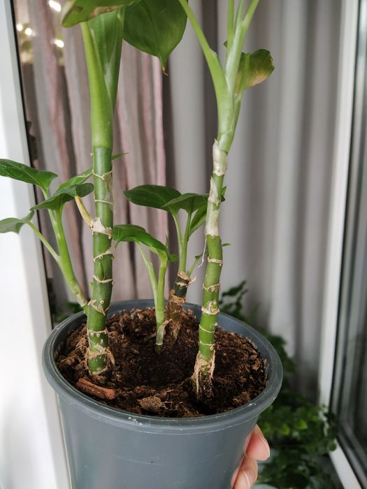 диффенбахия  в торфе