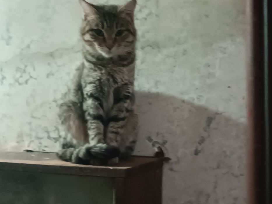 Зоотакси.отвезем вашего питомца