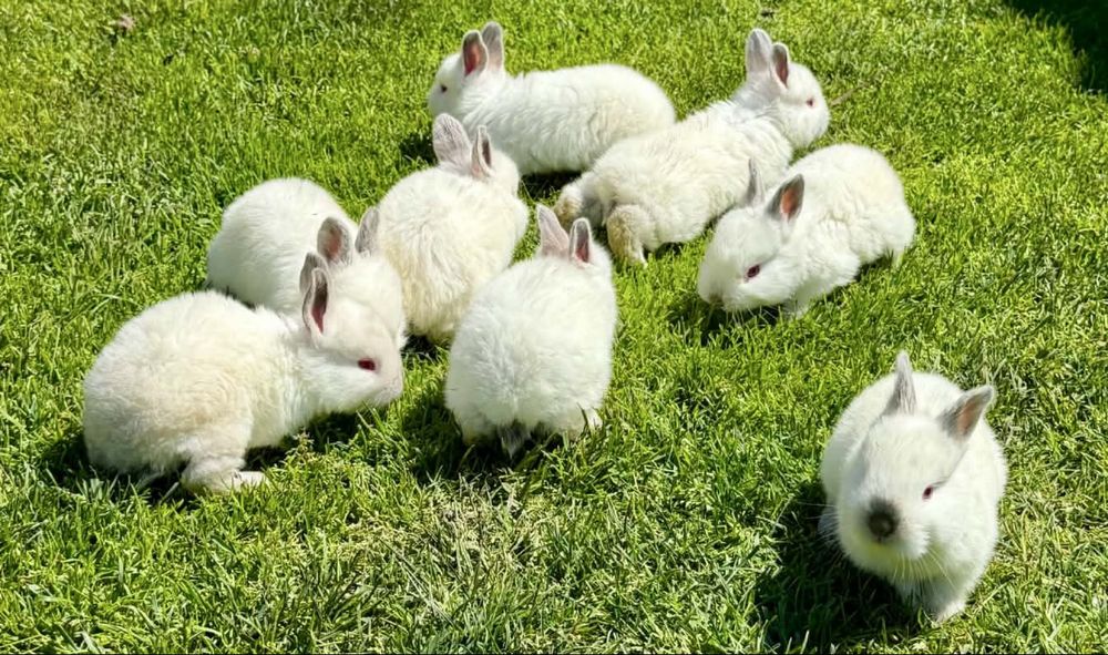 Pui Iepuri California – Vârstă 3 Săptămâni