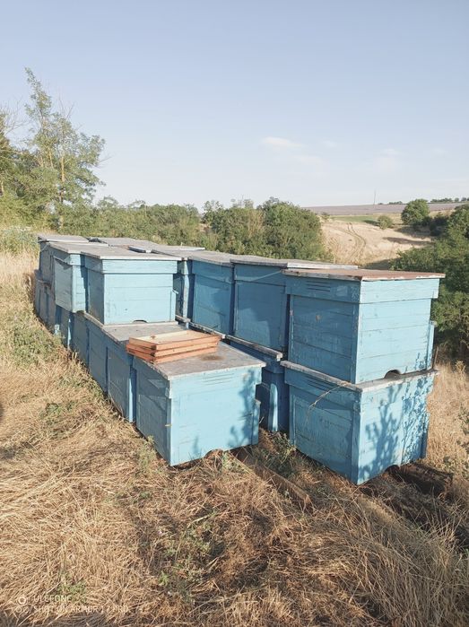 Кошери Дадат Блат 12р.