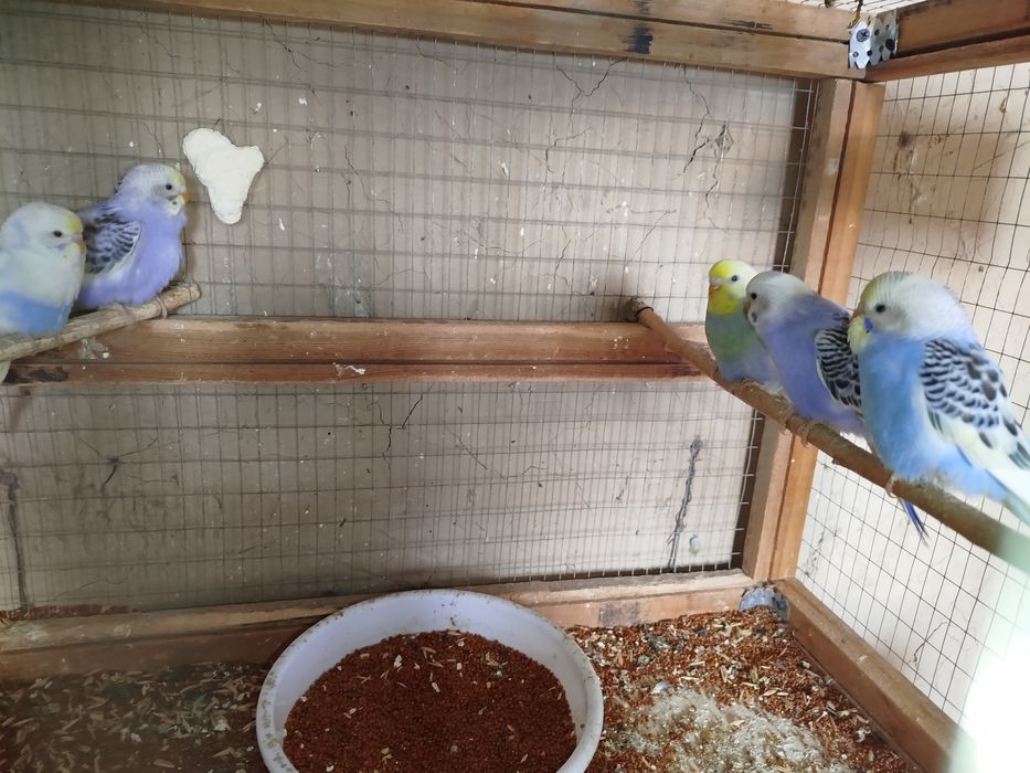 Продается радужные волнистые попугаи