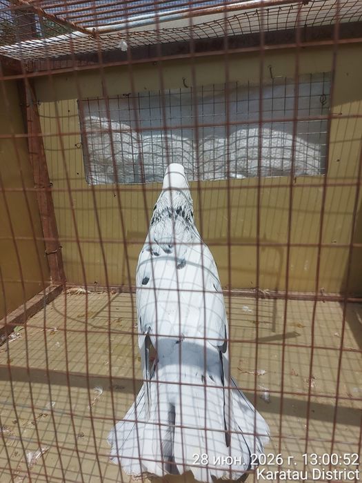 Голуби широкохвостые