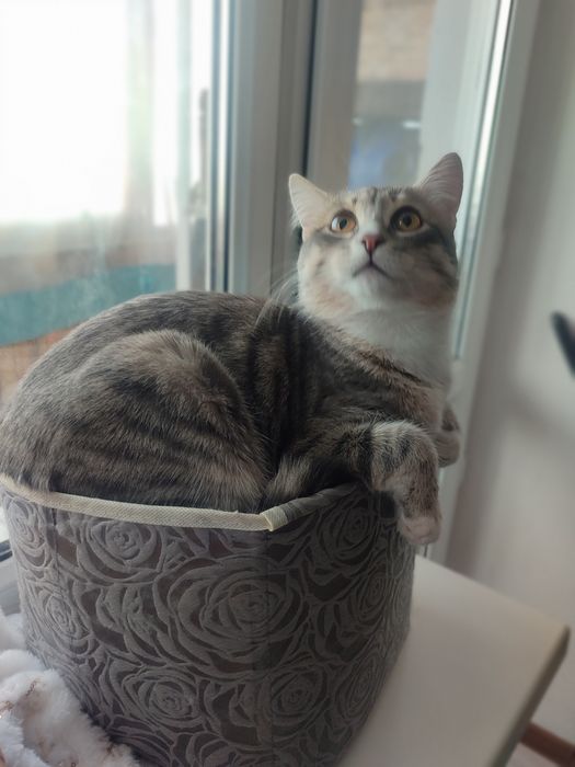 Шикарный котик в добрые руки!!!