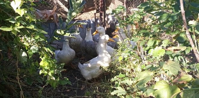 Продам уток пекинки, голубой фаворит, башкирки