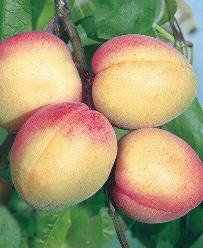 Кучатлар, дарахтдар мевали