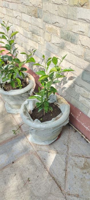 Продам лимонное дерево