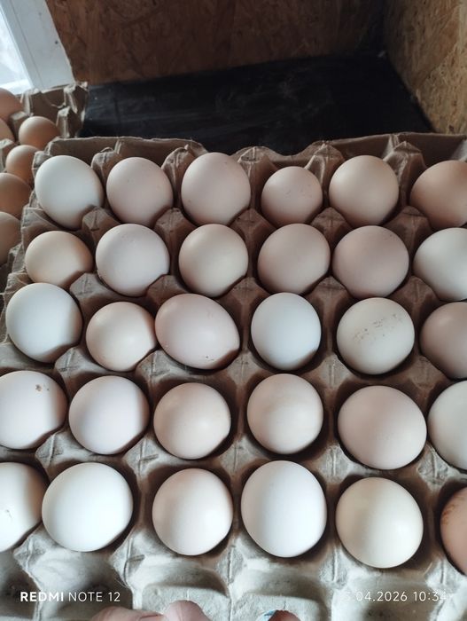 Яйцо для инкубатора