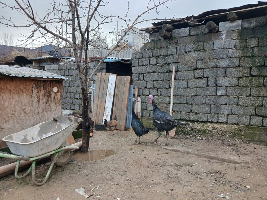 Ундиктер порода гибрид