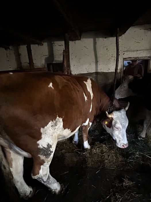 Vaci de vanzare 2400 E bucata