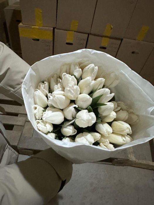 Тюльпаны ПРЕМИУМ СОРТ! Гиганты!