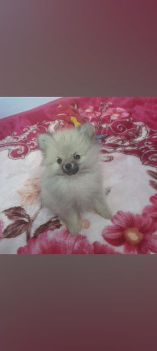 Маленькие медвежата.