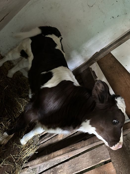 Vaca cu vitel de vanzare