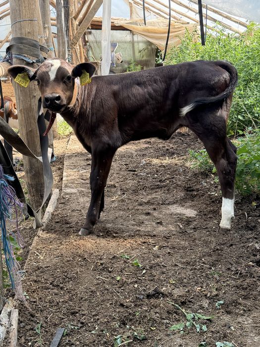 Vand vitei de carne pentru mai multe detali sunati