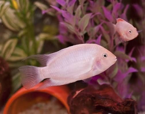 Продам аквариум вместе с содержимым