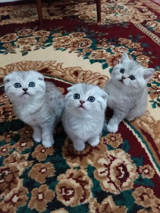 Scotish strayt serebristi shinshilla