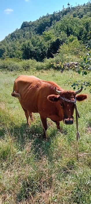 Vând doua vaci tinere