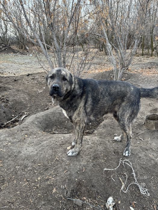 Алабай Ит сатылады.