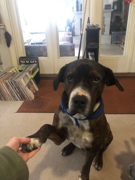 Зоро си търси дом