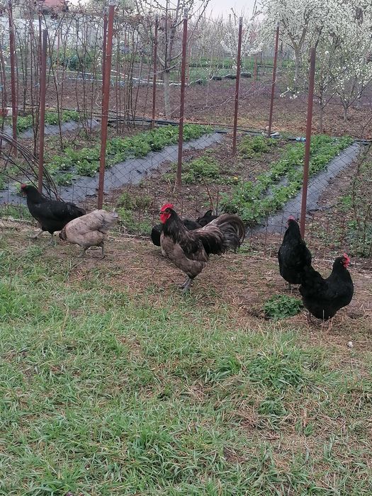 Pui australorp negru și albastru