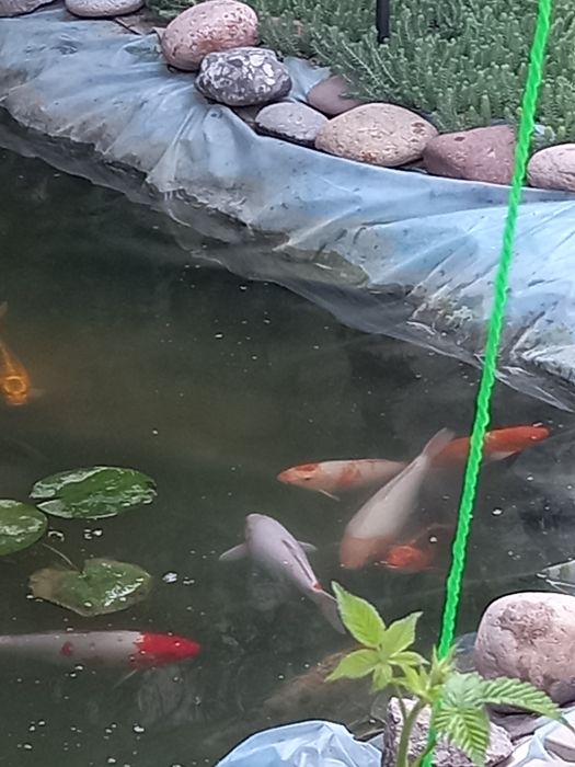 Карпы коя большие 50 см