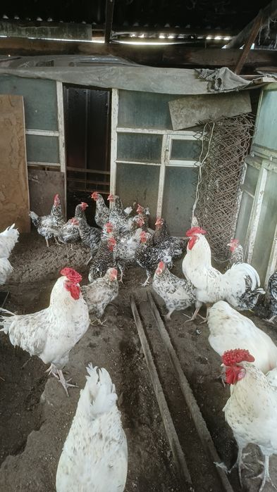 Продам пушкинских кур