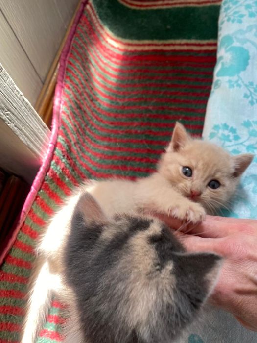 Котята в добрые руки