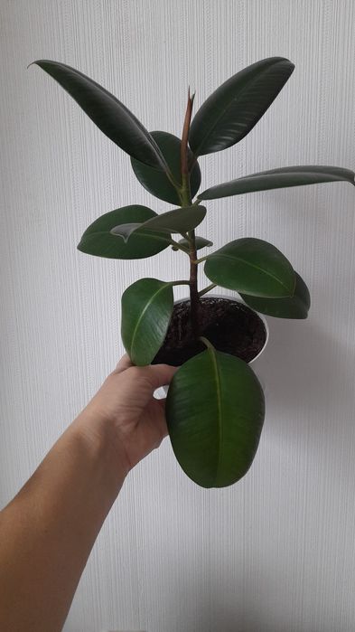 Продам комнатные растения