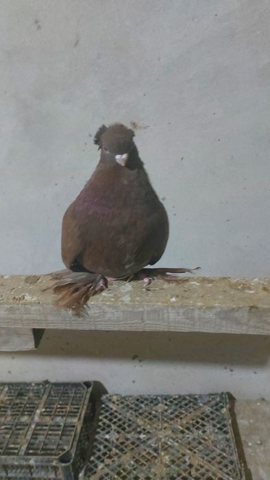 Кептер. Голуби. Красный. Соч.