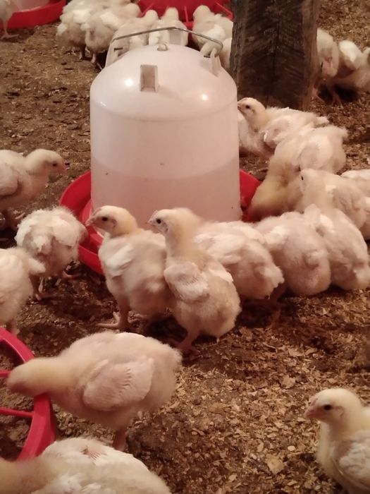 Цеплята бролер рос 308-Чехия.