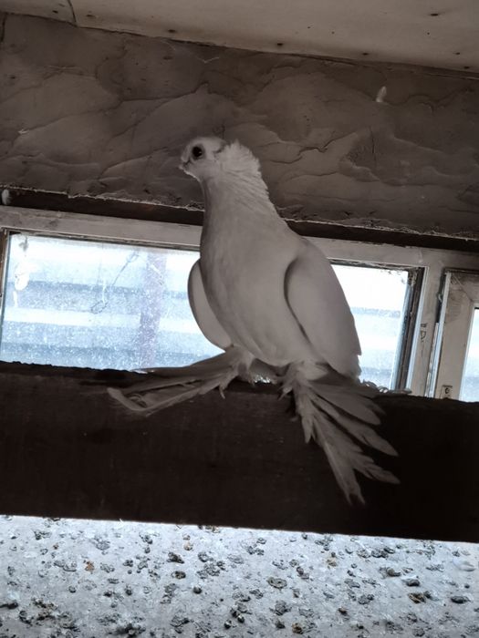 Голуби домашние .