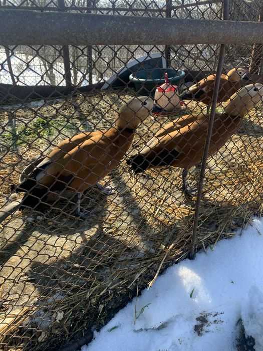 Vând mascul de califar roșu