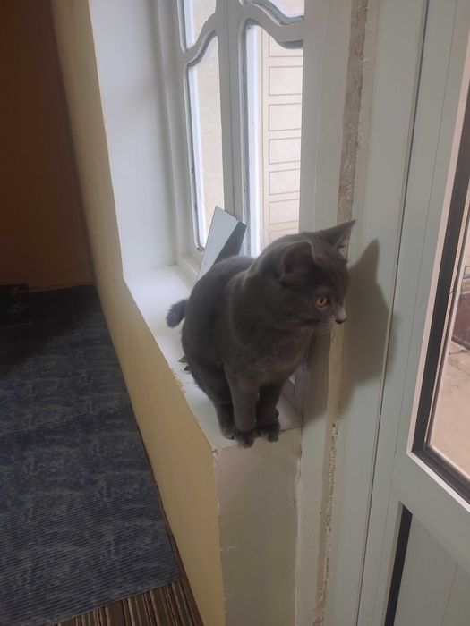 Кошка британский Вискас