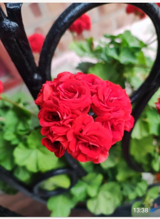 Продам герань  цветы