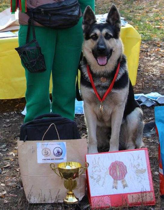 щенки Восточно-европейской овчарки