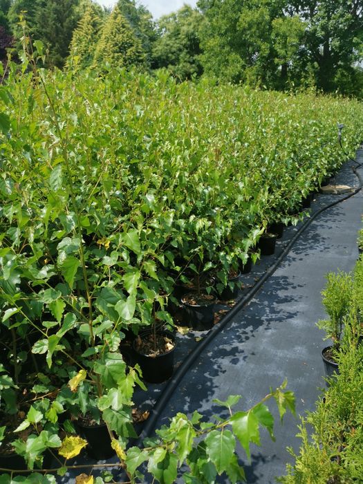 Бяла бреза 10лева 1 метъра