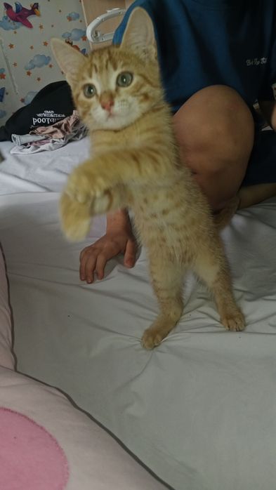 Отдам котенка 2 месяца