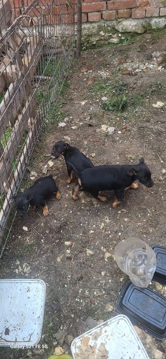 Сладки кучета подаряват