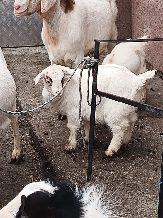 De vanzare 2 capre fătate cu 2 iezi Anglo-Nubian