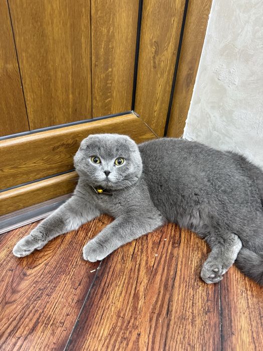 Продаётся шотландский фолд