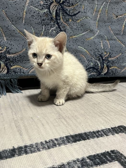 Прекрасные котята в добрые руки