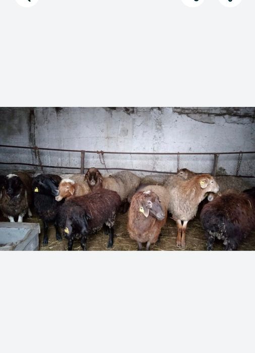 Продам барана жирного