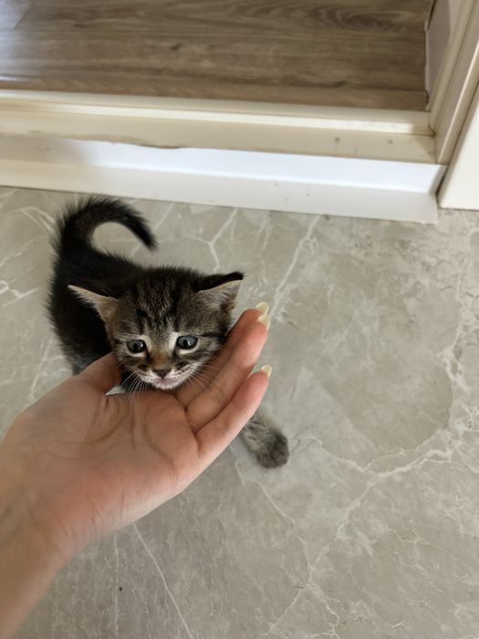 Котенки в добрые руки