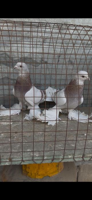 Голуби на гребле