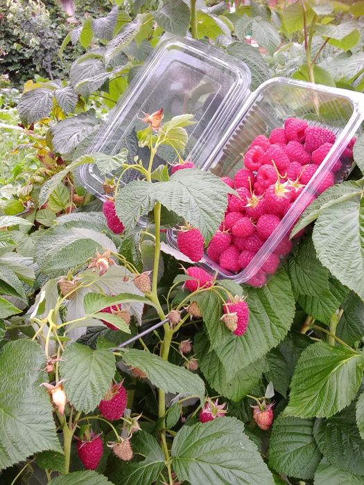 Vând butasi zmeura polka si butasi de mure mure