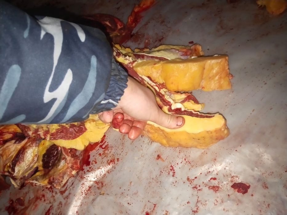 Продам конину быр сирак