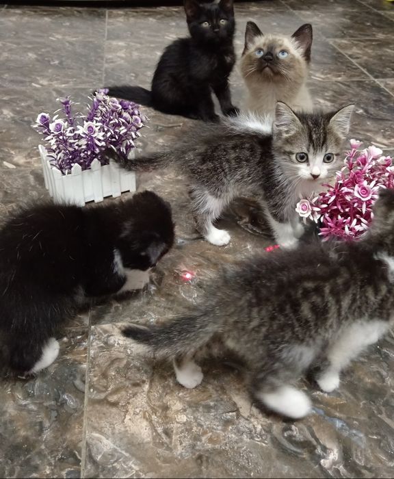 Zotli mushuchala egasini kutvoti