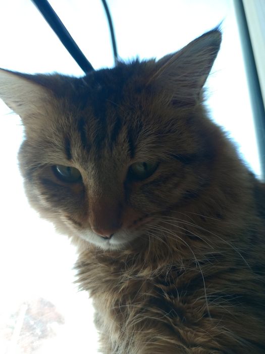 Отдам кота  в добрые руки